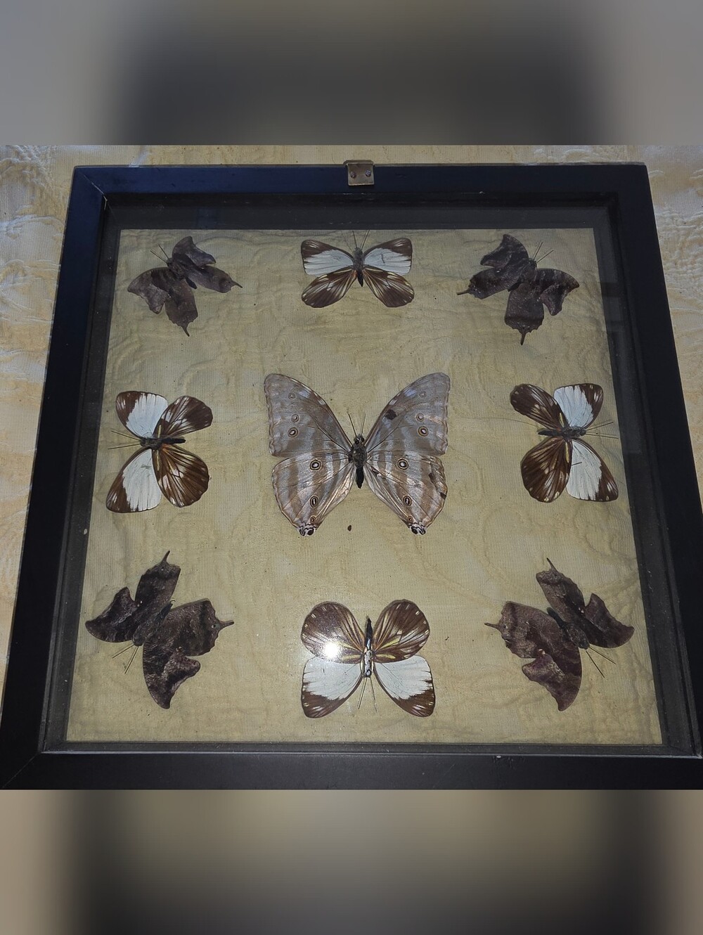 Framed Butterfly Collection - Picture 3 of 4